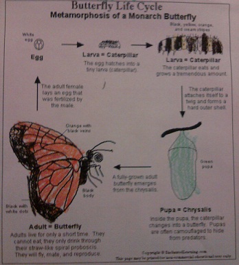 Life Cycle of the Monarch